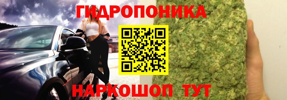 Конопля сатива Гай